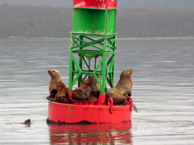 Stellar Seals in Juneau