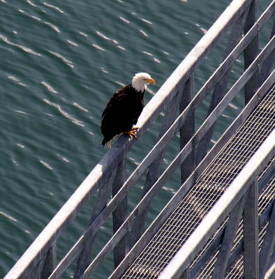 Baldeagle in Juneau