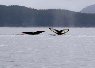 Whalewatching II