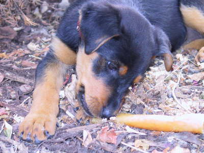 Big bone, little dog