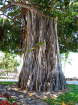 Banyan Tree
