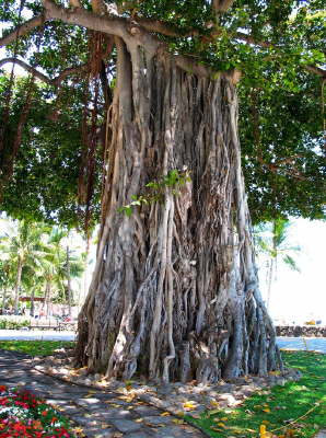 Banyan Tree