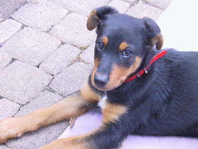 Pebbi when I just got her