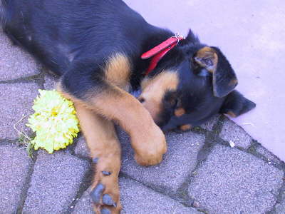 Shame on you, you did steel flowers again